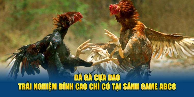 Đá Gà Cựa Dao - Trải Nghiệm Đỉnh Cao Chỉ Có Tại Sảnh Game ABC8