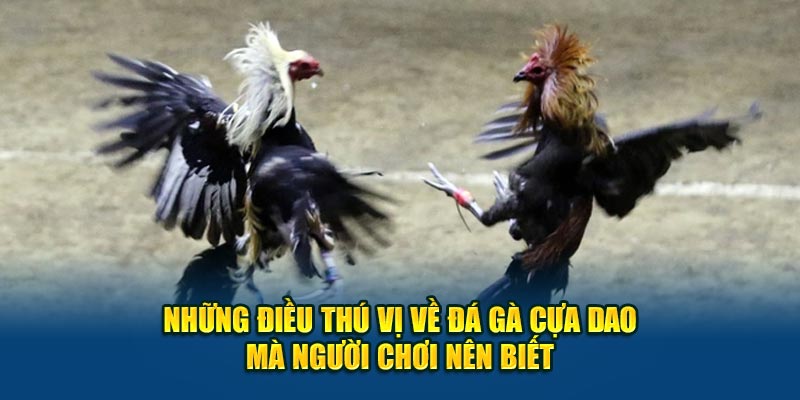 Những điều thú vị về đá gà cựa dao mà người chơi nên biết.