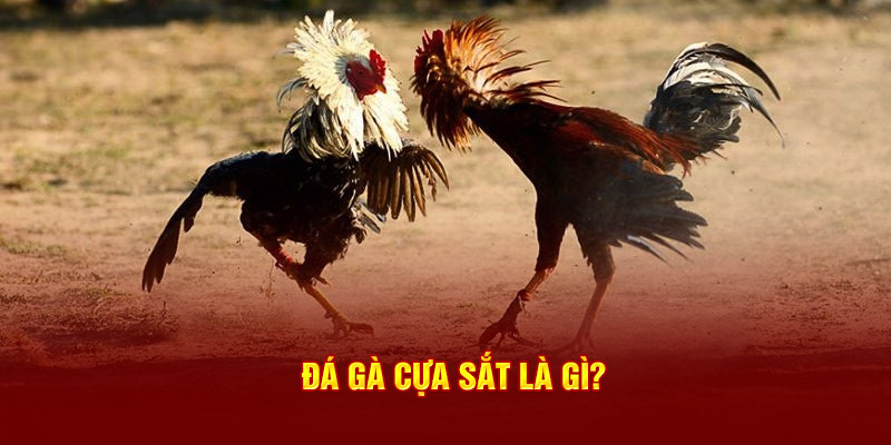 Đá gà cựa sắt là gì?